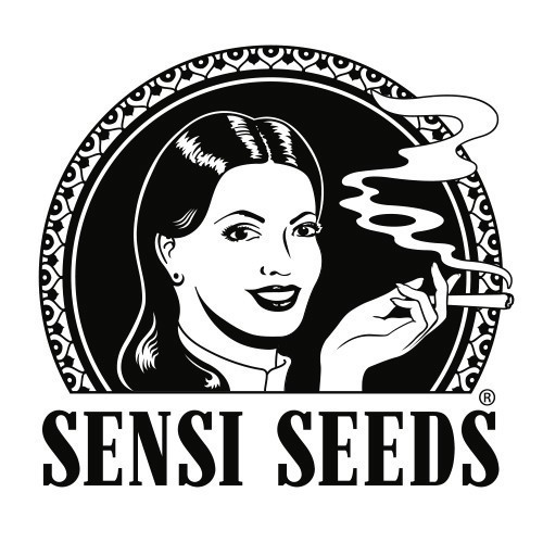 Northern Lights Auto 5 Fem Sensi Seeds